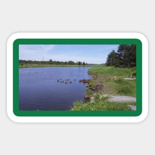 Ducks & Loons in Nature Sticker